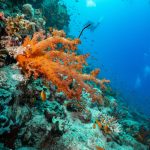 Underwater Vacations for Scuba and Snorkel Aficionados