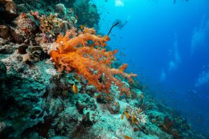 Underwater Vacations for Scuba and Snorkel Aficionados