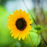 Wildflower Road Trips Across Blooming Landscapes