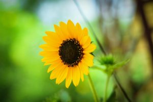 Wildflower Road Trips Across Blooming Landscapes