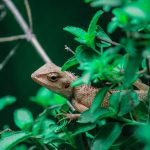 From Gas Guzzlers to Green Machines: The SUV Evolution