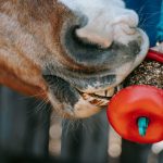 Pet cameras dispensing treats and monitoring pets