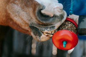 Pet cameras dispensing treats and monitoring pets